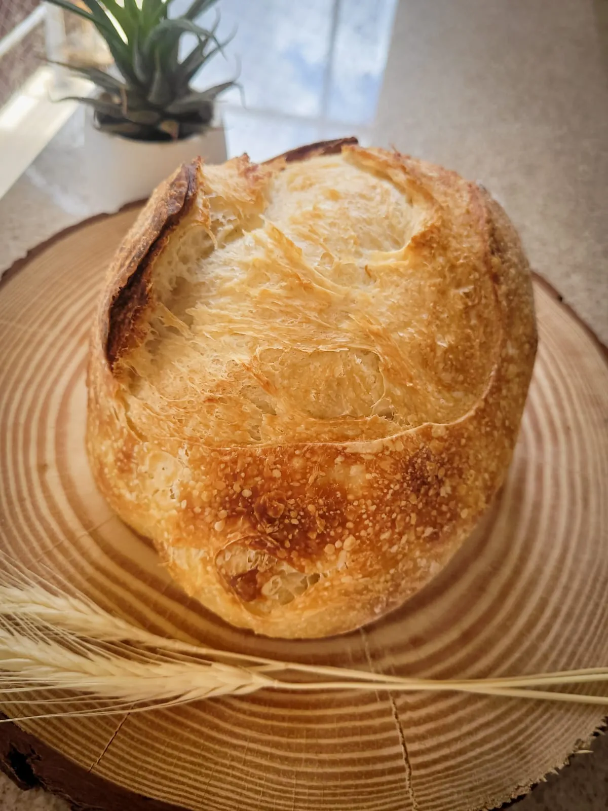 Pão Italiano Tradicional - Imagem 2
