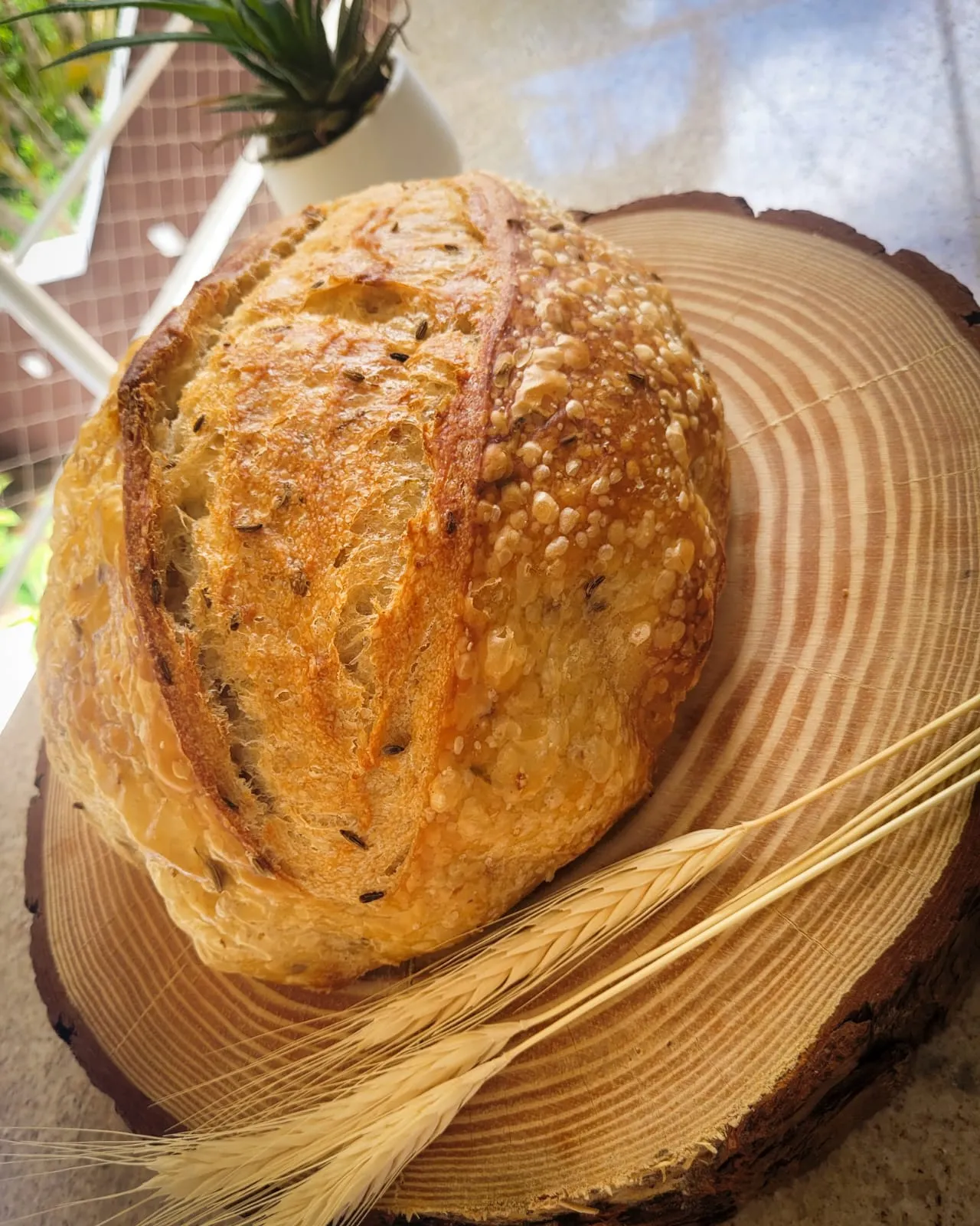 Pão Italiano Aromatizado -  Vinho, limão siciliano e funcho