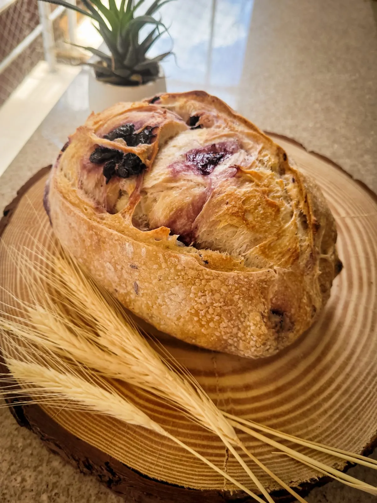 Pão Italiano Azeitona Azapa